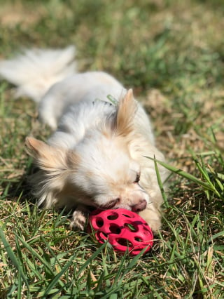 Illustration de l'article : Cani-gourmand présente ses friandises 100% naturelles et son calendrier de l’Avent pour chien