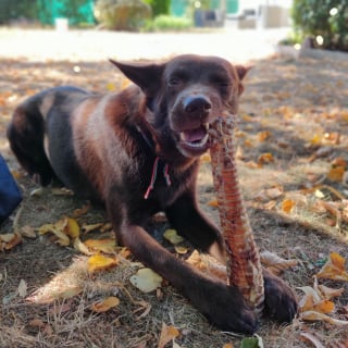 Illustration de l'article : Cani-gourmand présente ses friandises 100% naturelles et son calendrier de l’Avent pour chien