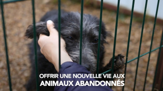 Illustration de l'article : YouCare lance le label « 1% Pour les Animaux » pour protéger les vies animales et la biodiversité