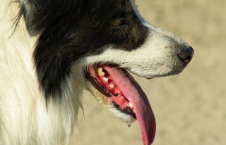 Illustration de l'article : La découverte d'une mâchoire canine datant d'il y a 12 000 ans remet en question l'histoire du chien et de l'Homme en Amérique Centrale