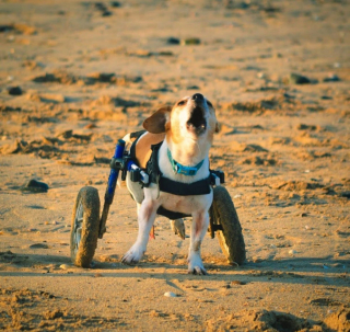 Illustration de l'article : Pour aider son Jack Russell paralysé à vivre normalement, une femme lui offre un chariot à 2 roues