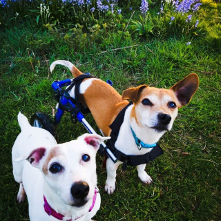 Illustration de l'article : Pour aider son Jack Russell paralysé à vivre normalement, une femme lui offre un chariot à 2 roues