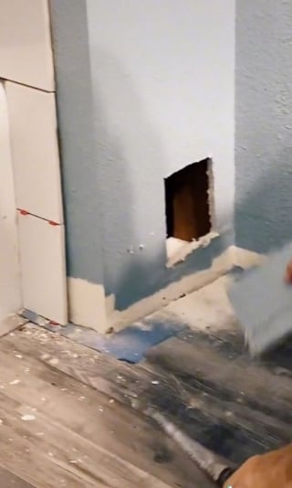 Illustration de l'article : Un chat disparaît lors de la rénovation d'une maison, jusqu'au moment où sa propriétaire entend ses miaulements derrière un mur (vidéo)