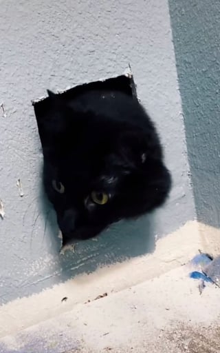 Illustration de l'article : Un chat disparaît lors de la rénovation d'une maison, jusqu'au moment où sa propriétaire entend ses miaulements derrière un mur (vidéo)