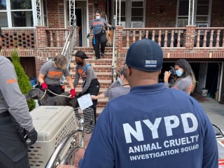 Illustration de l'article : La police sauve 20 chiens détenus dans des conditions abominables à l'intérieur d'un appartement new-yorkais