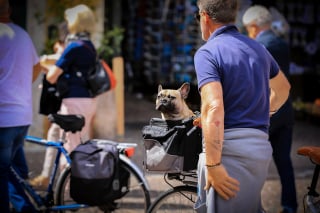 Illustration de l'article : Le troisième « Rendez-vous de l'Animal en ville » met en exergue les moteurs et les freins de la possession animale pour les citoyens