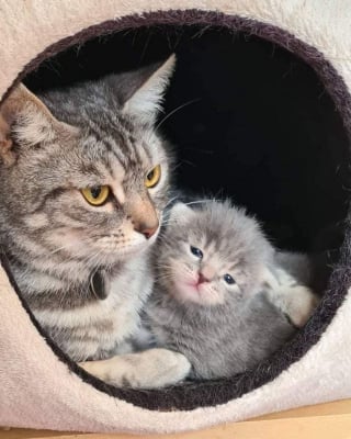 Illustration de l'article : Contre toute attente, une chatte secourue par des bénévoles donne naissance à un seul chaton, auquel elle voue un amour inconditionnel