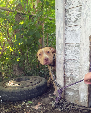 C'est une petite poupée : la transformation spectaculaire d'une chienne  errante au pelage sale et ébouriffé