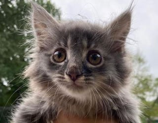 Illustration de l'article : Une femme aide un chaton errant recroquevillé sur le rebord de la fenêtre, puis le réunit avec son frère