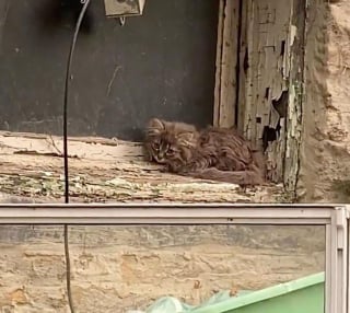 Illustration de l'article : Une femme aide un chaton errant recroquevillé sur le rebord de la fenêtre, puis le réunit avec son frère