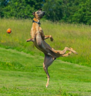 Illustration de l'article : 20 photos de chiens agissant de manière irrésistiblement étrange