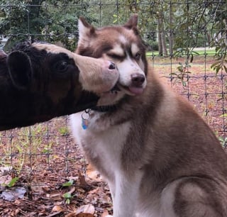 Illustration de l'article : 16 photos d'animaux qui ne peuvent se séparer de leur meilleur ami