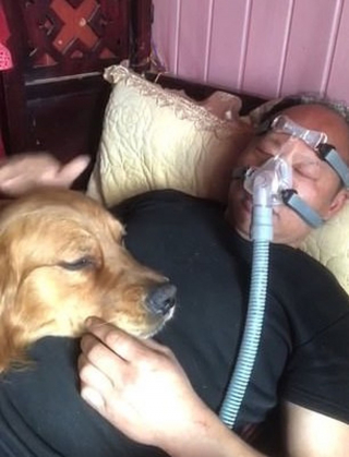 Illustration de l'article : Un Golden Retriever inquiet refuse de quitter le chevet de son propriétaire malade contraint de dormir avec un masque respiratoire (vidéo)