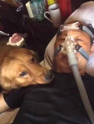 Illustration de l'article : Un Golden Retriever inquiet refuse de quitter le chevet de son propriétaire malade contraint de dormir avec un masque respiratoire (vidéo)