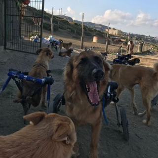 Illustration de l'article : La directrice d'un sanctuaire pour animaux partage une vidéo édifiante de chiens handicapés heureux de courir sur la plage