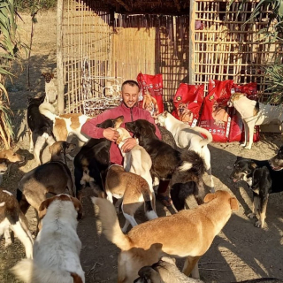 Illustration de l'article : La directrice d'un sanctuaire pour animaux partage une vidéo édifiante de chiens handicapés heureux de courir sur la plage