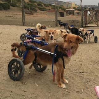 Illustration de l'article : La directrice d'un sanctuaire pour animaux partage une vidéo édifiante de chiens handicapés heureux de courir sur la plage