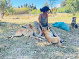 Illustration de l'article : La directrice d'un sanctuaire pour animaux partage une vidéo édifiante de chiens handicapés heureux de courir sur la plage