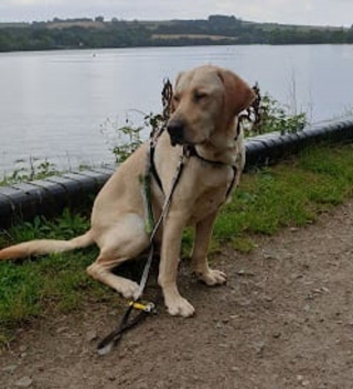 Illustration de l'article : Après 2 mois de formation, un Labrador Retriever est prêt à remplir sa mission de chien-guide d'aveugle