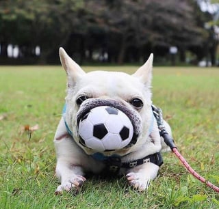 Illustration de l'article : 17 photos de Bulldogs absolument trognons !