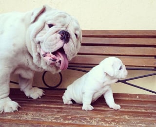 Illustration de l'article : 17 photos de Bulldogs absolument trognons !