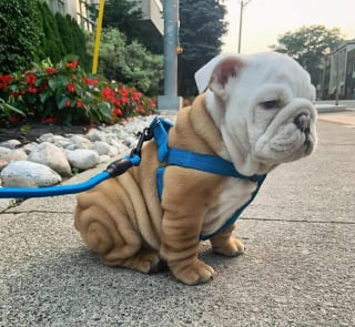 Illustration de l'article : 17 photos de Bulldogs absolument trognons !