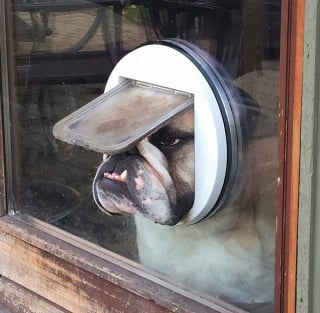 Illustration de l'article : 17 photos de Bulldogs absolument trognons !