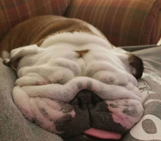 Illustration de l'article : 17 photos de Bulldogs absolument trognons !