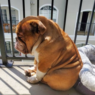 Illustration de l'article : 17 photos de Bulldogs absolument trognons !