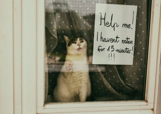 Illustration de l'article : 20 superbes photos réalisées par une amoureuse des chats