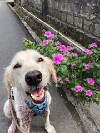 Illustration de l'article : Admirez à travers 12 photos la belle métamorphose de ce chien autrefois négligé 