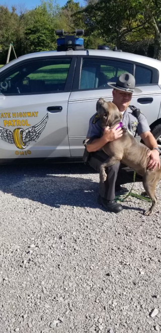 Illustration de l'article : En s'arrêtant au bord de la route, un policier en patrouille change le destin d'une chienne errante