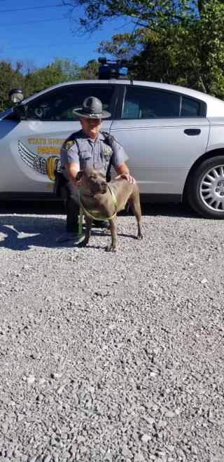 Illustration de l'article : En s'arrêtant au bord de la route, un policier en patrouille change le destin d'une chienne errante