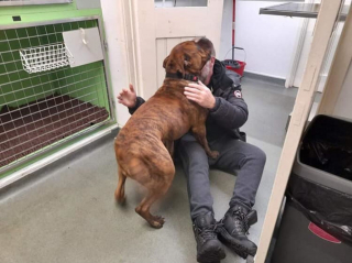 Illustration de l'article :  Un homme perd son chien lors d'une promenade en montagne. 6 jours plus tard, il reçoit le plus beau cadeau d'anniversaire