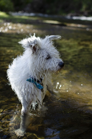 Illustration de l'article : Un passant devient le héros d'un petit chien piégé dans une écluse sur le point de se remplir