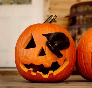 Illustration de l'article : 16 chats noirs prêts à fêter Halloween en famille