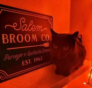 Illustration de l'article : 16 chats noirs prêts à fêter Halloween en famille