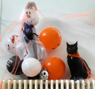 Illustration de l'article : 16 chats noirs prêts à fêter Halloween en famille