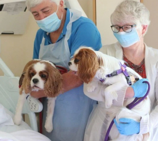 Illustration de l'article : Grâce au personnel d'un hospice, une femme en phase terminale fait ses adieux à son cheval et ses 2 chiens depuis son lit