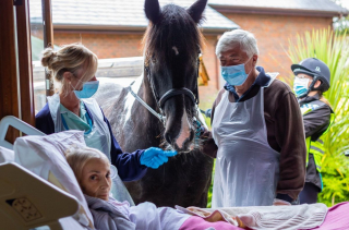 Illustration de l'article : Grâce au personnel d'un hospice, une femme en phase terminale fait ses adieux à son cheval et ses 2 chiens depuis son lit