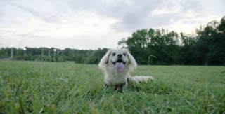 Illustration de l'article : Un héros de 12 ans offre un nouveau souffle à un chien handicapé en lui fabriquant un chariot avec des briques LEGO