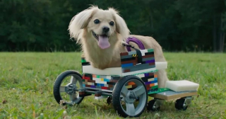 Illustration de l'article : Un héros de 12 ans offre un nouveau souffle à un chien handicapé en lui fabriquant un chariot avec des briques LEGO