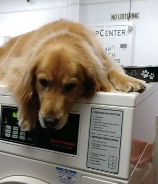 Illustration de l'article : Un Golden Retriever aimant faire sa sieste sur des machines à laver devient la mascotte d'une laverie