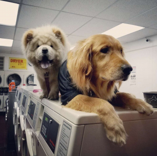 Illustration de l'article : Un Golden Retriever aimant faire sa sieste sur des machines à laver devient la mascotte d'une laverie