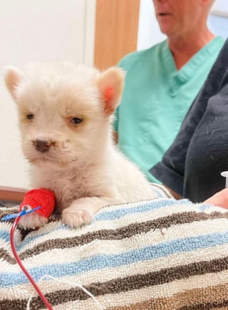 Illustration de l'article : Un vétérinaire et son chien aident un chiot de 3 semaines à l'agonie qui avait besoin d'une transfusion sanguine