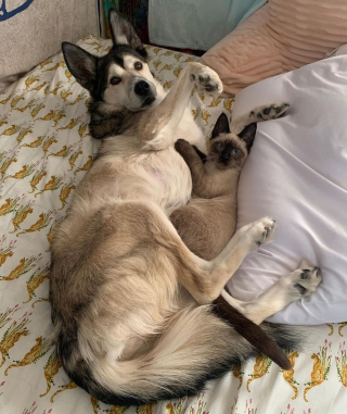 Illustration de l'article : Un Husky attentionné prend sous sa patte un chaton errant atteint d'un trouble neurologique