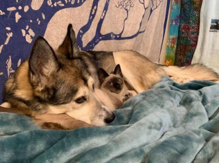 Illustration de l'article : Un Husky attentionné prend sous sa patte un chaton errant atteint d'un trouble neurologique