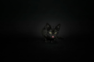 Illustration de l'article : 14 photos artistiques soulignant la beauté des chats noirs