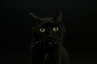 Illustration de l'article : 14 photos artistiques soulignant la beauté des chats noirs