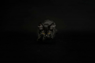 Illustration de l'article : 14 photos artistiques soulignant la beauté des chats noirs